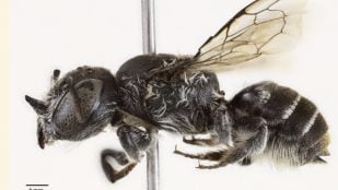 Abeja, especie, naturaleza