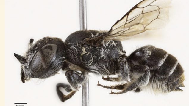 Abeja, especie, naturaleza