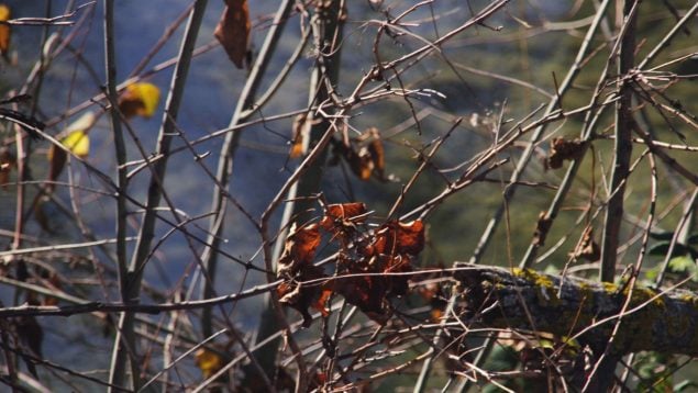Árboles, insectos, naturaleza