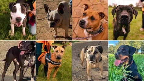 Algunos de los 40 perros que desfilarán el sábado para ser adoptados.