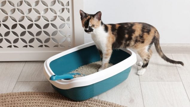 Limpiar el arenero del gato