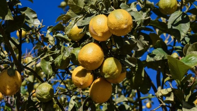Plagas peligrosas en limoneros, peores plagas en limón, plagas limones, minador del limón, plaga agrícola en cítricos españoles.