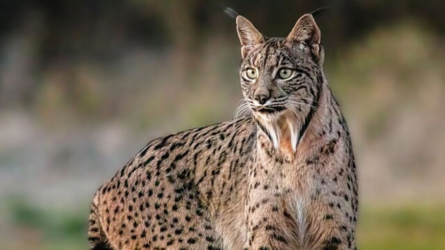 Investigadores descubren que el lince ibérico está dispersando semillas y alterando ecosistemas en España