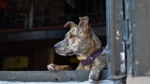 Perro, animales, mascotas