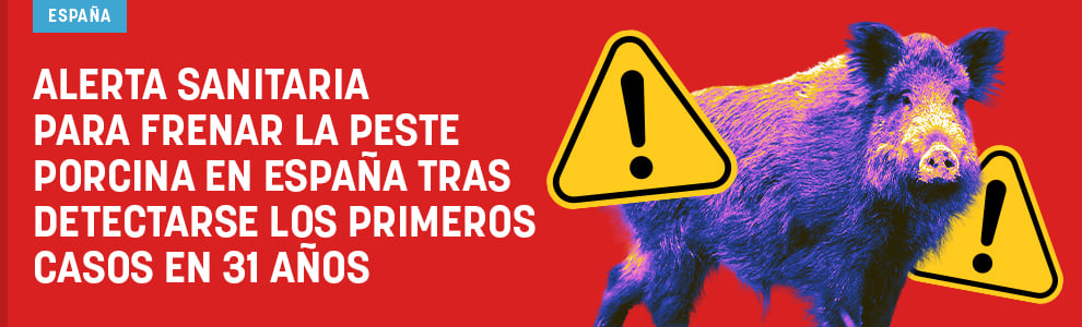 Alerta sanitaria para frenar la peste porcina en España tras detectarse los primeros casos en 31 años