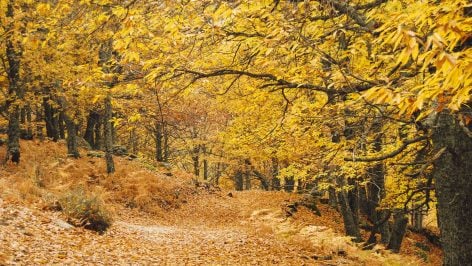 Castañar de El Tiemblo. Foto: Camino en el Castañar de El Tiemblo en Wikimedia Commons.