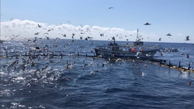 Apromar Acuicultura Gaviotas atún rojo