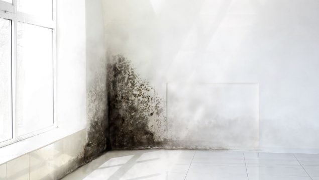 Moho en las juntas