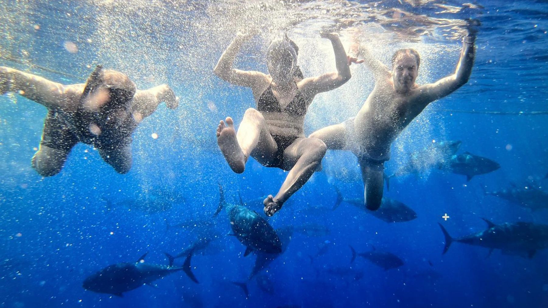 Nadando entre atunes rojos en Cartagena.