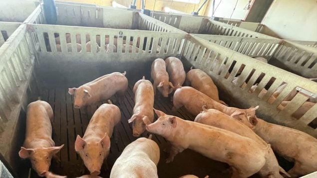 peste porcina