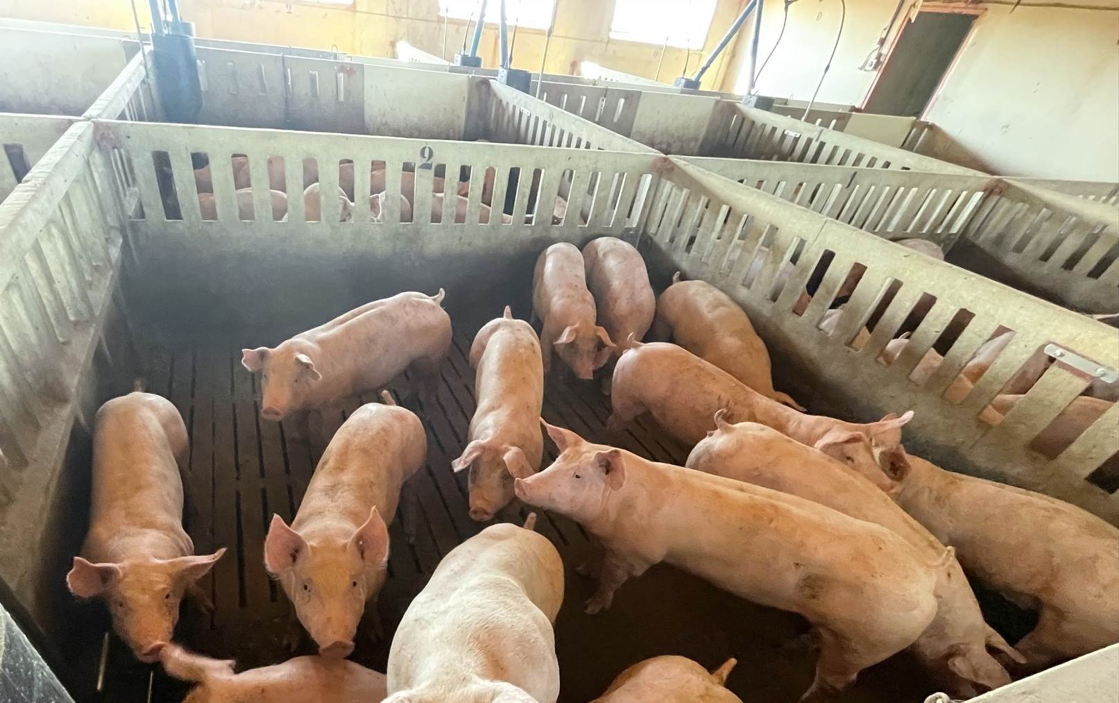 España se arriesga a perder 9.000 millones de € en exportaciones por la reaparición de la peste porcina