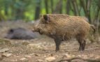 Jabalí, peste porcina, Cataluña