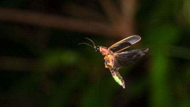 Luci&eacute;rnaga oriental (Photinus pyralis) volando al anochecer (Georgia, EE.UU.).