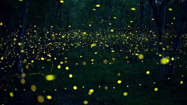 Luci&eacute;rnagas en el campo.