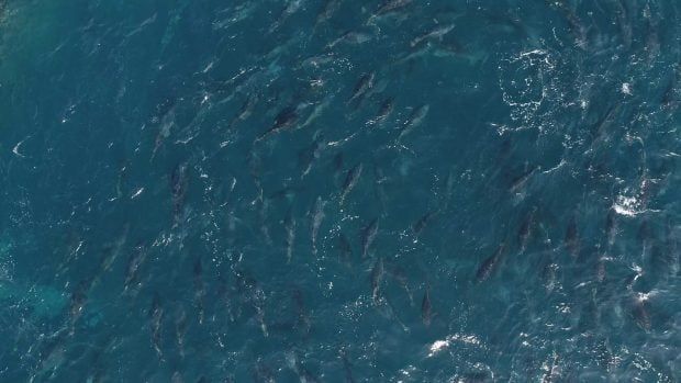 nadando entre atunes rojos