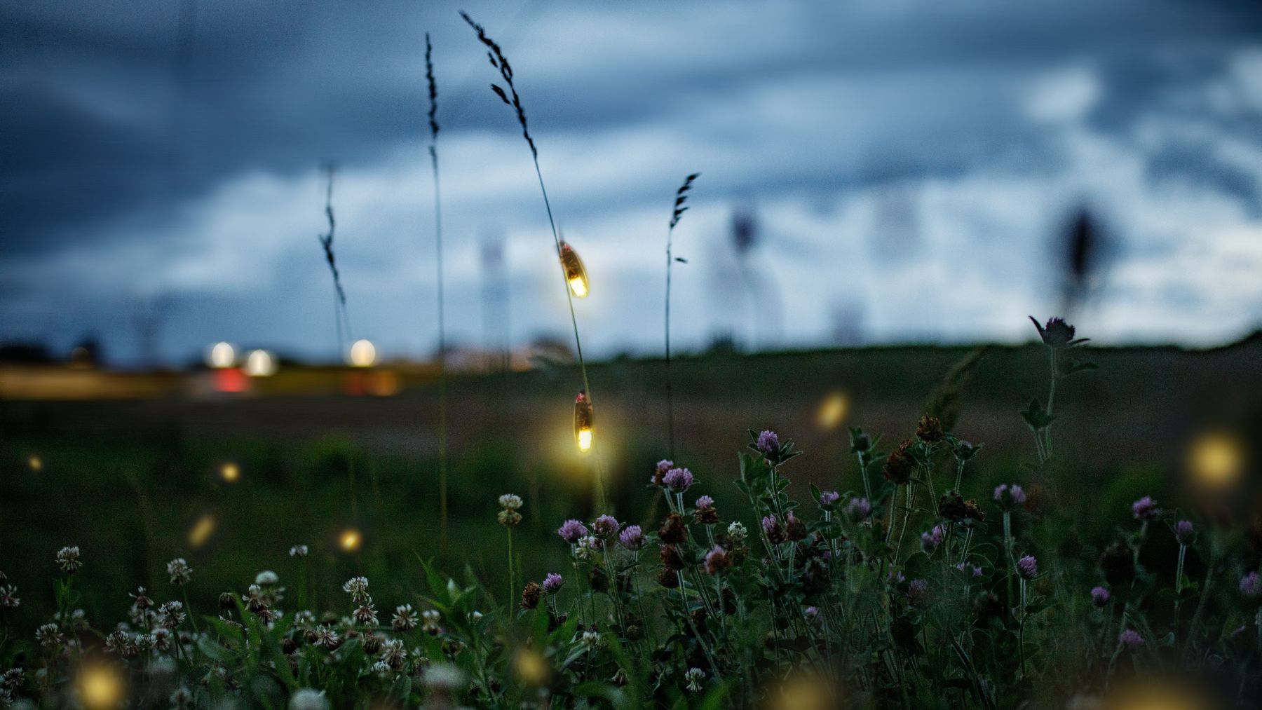 ¿Un mundo sin luciérnagas? Te contamos por qué nos estamos quedando sin estos insectos luminosos