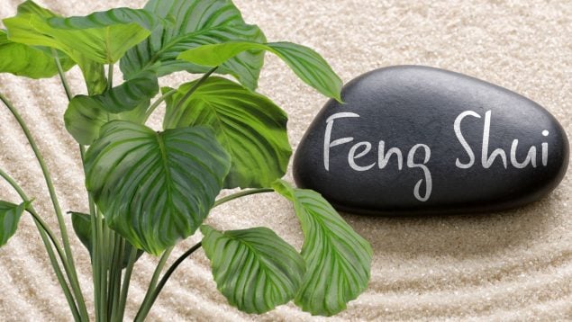 Planta para atraer dinero en 2026