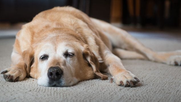 El perro se hace mayor