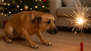 Perro, animales, mascotas, petardos