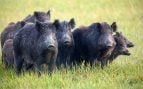 peste porcina, capturas de jabalís, Cataluña