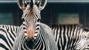 Cruce entre cebra y caballo
