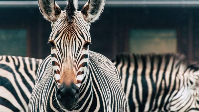 Cruce entre cebra y caballo