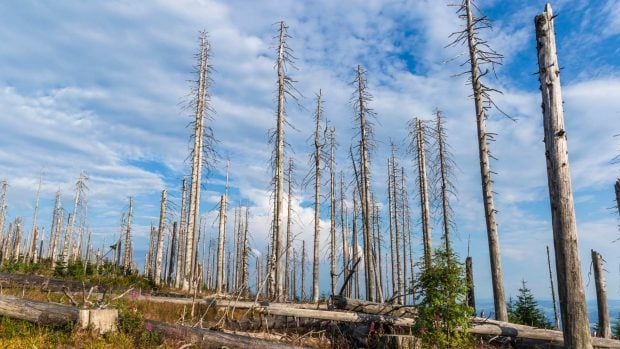 bosque lluvia ácida