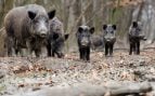 cazadores peste porcina