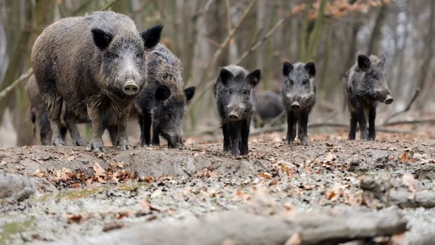 cazadores peste porcina