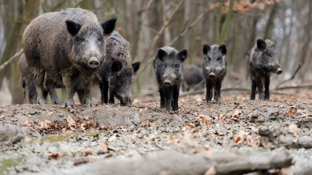 cazadores peste porcina