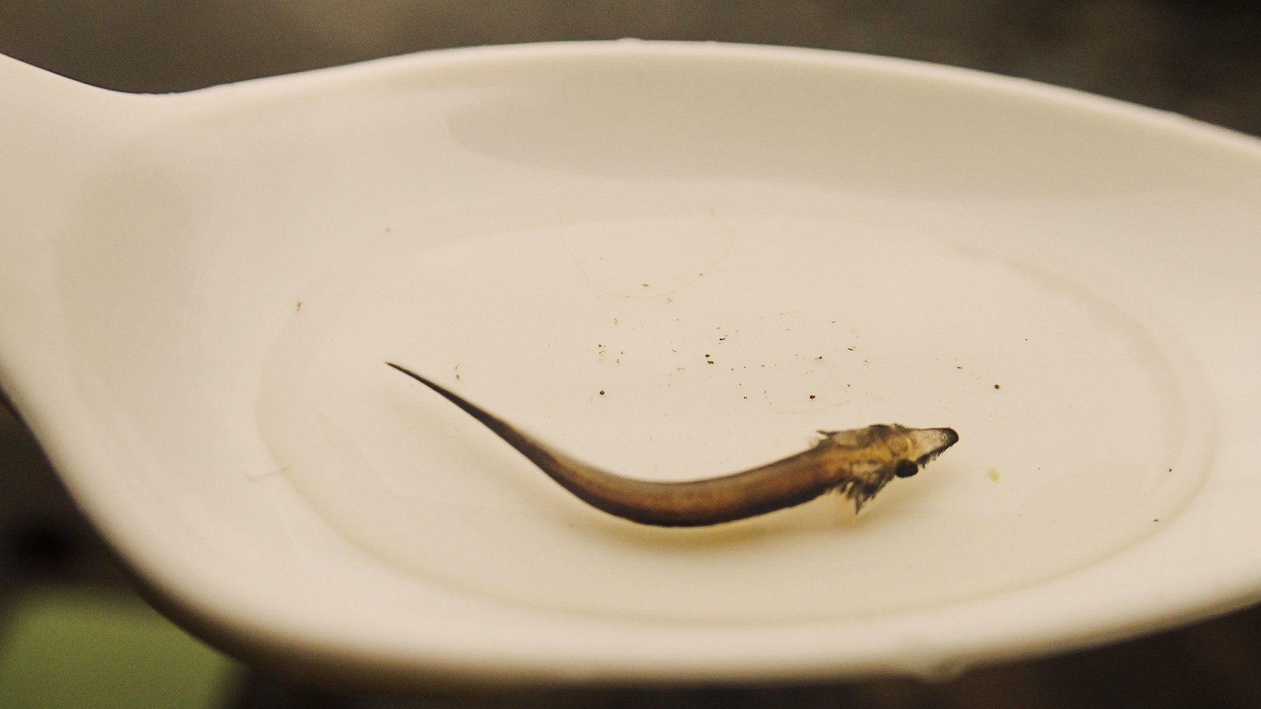 No son dinosaurios pero lo parecen: reintroducen en un lago un pez gigantesco que puede vivir 100 años