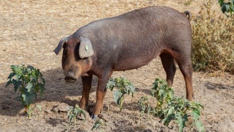 (Foto: Europa Press)