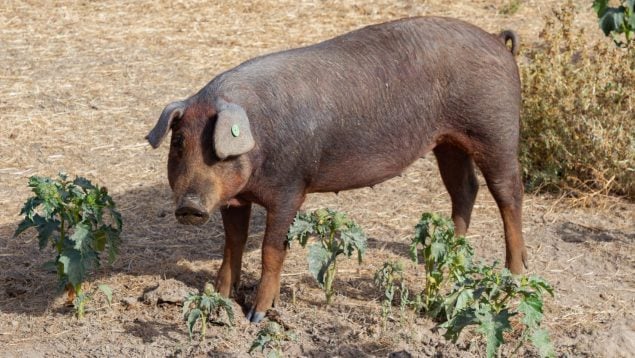 Peste porcina: ¿se puede contagiar a los humanos?