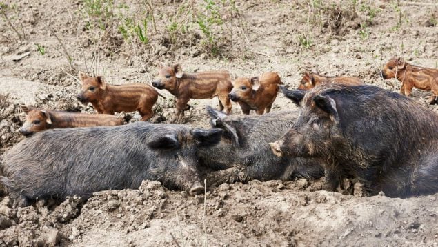 peste africana porcina