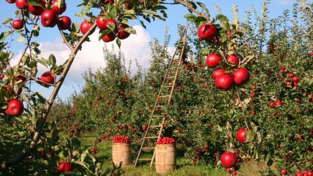 Plagas en manzano, plagas agricultura española, plaga polilla de manzano, cómo luchar contra la plaga de polillas de manzano.