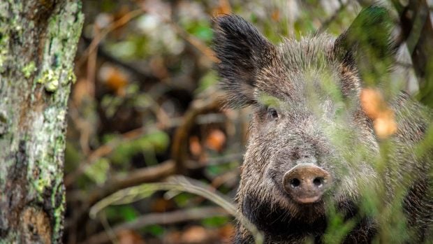 Peste porcina cazadores