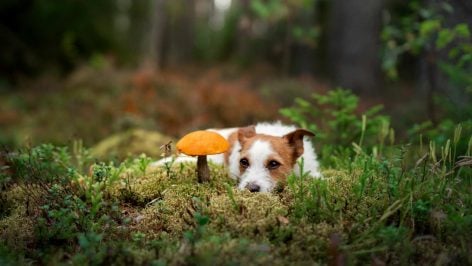 En España hay unas 300 especies tóxicas de hongos, pero sólo 15 son altamente venenosas.