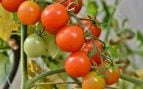 Plagas peligrosas en tomates, plagas más dañinas agricultura española, qué es la tuta absoluta, cómo combatir la tuta absoluta, plagas en agricultura.