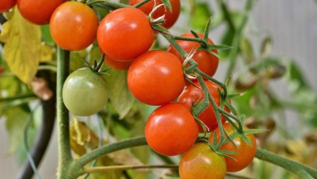 Plagas peligrosas en tomates, plagas más dañinas agricultura española, qué es la tuta absoluta, cómo combatir la tuta absoluta, plagas en agricultura.