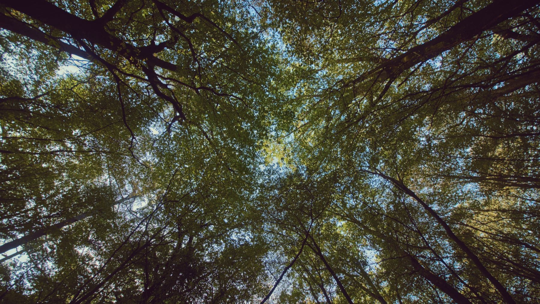 Pasa desapercibido, pero uno de los árboles más anchos de España está en este lugar turístico de Sevilla