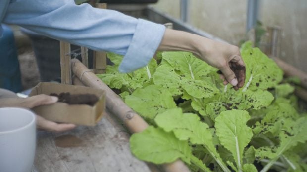 Reutilizaci&oacute;n de los posos del caf&eacute; para compostaje urbano. 