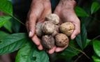 El aceite de cacay, el oro líquido del Amazonas