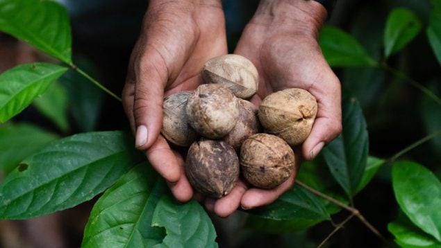 El aceite de cacay, el oro líquido del Amazonas