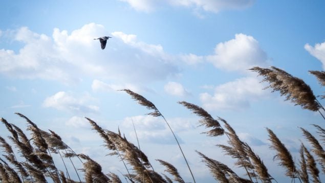 alerta Comunidad Valenciana