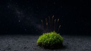 Planta, espacio, curiosidades