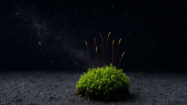 Planta, espacio, curiosidades