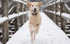 Cuidar las patas del perro en invierno