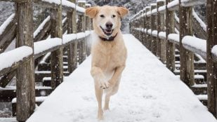 Cuidar las patas del perro en invierno