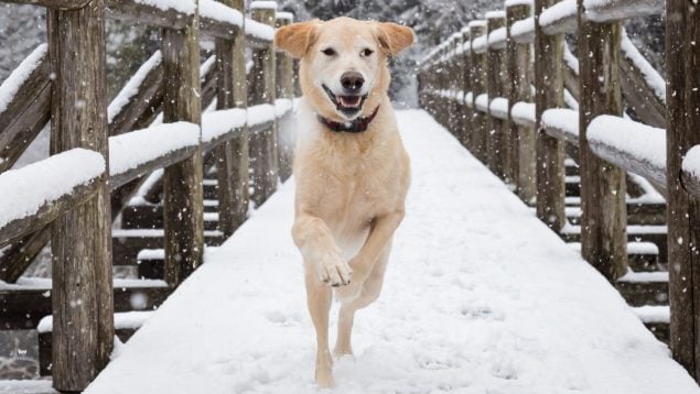 Cuidar las patas del perro en invierno
