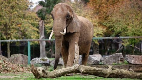 Kariba es la elefanta africana de 40 años que reside actualmente en Bélgica y que será la primera moradora del santuario portugués. (Foto: GAIA).